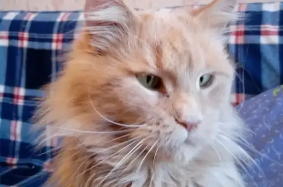 Найдена рыжая кошка у м. Красногвардейская