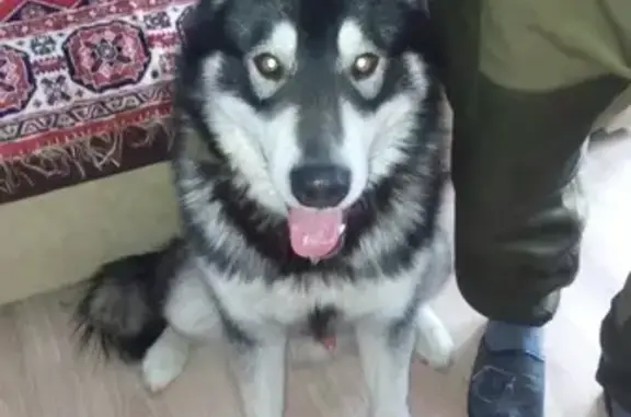 Собака Кобель в Липецке, Россия (398046)