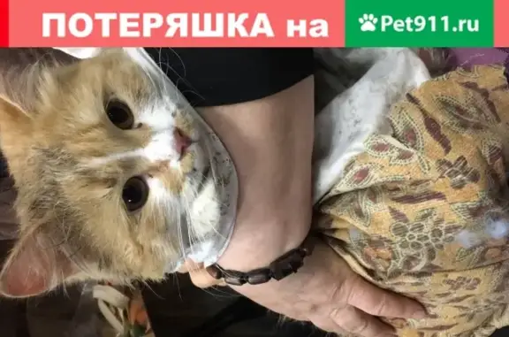 Найден домашний кот на Большой красной 38 в Казани