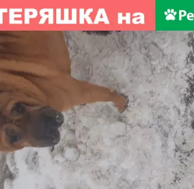 Собака Шарпей найдена в Апрелевке, МО