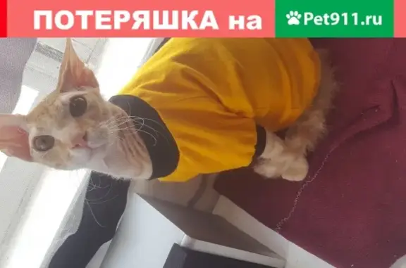 Пропала кошка в Пятигорске, ул. Чехова