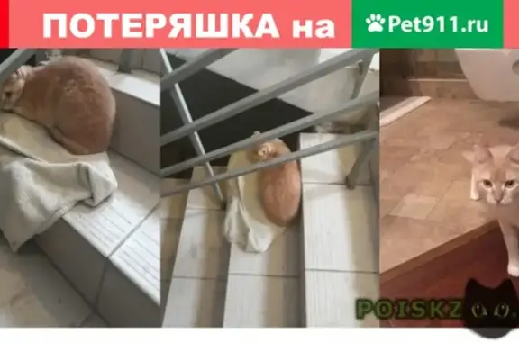 Найдена кошка на ул. Архитектора Власова, д.10