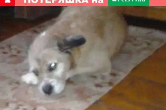 Собака найдена в Шуе, Ивановская обл.