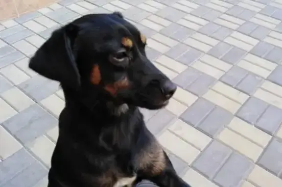 Пропала собака Джесси на ул.Стасова, Краснодар