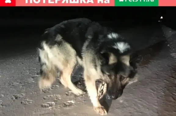 Найдена добрая собака в поселке Сабик, Свердловская область
