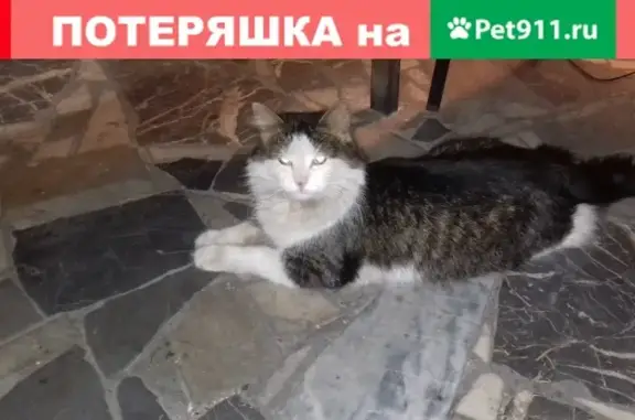 Найден кот в Дементьево, Раменское, Московская обл.