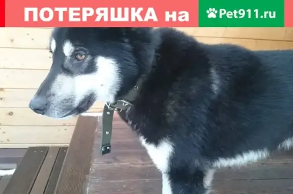 Собака найдена в Деревне Любище, Ленинградская обл.