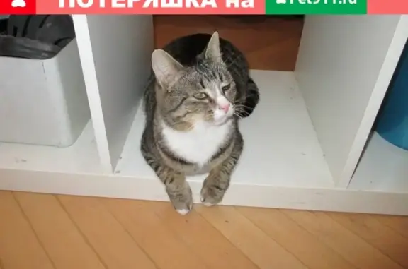 Найдена беременная кошка на Рижской пл.