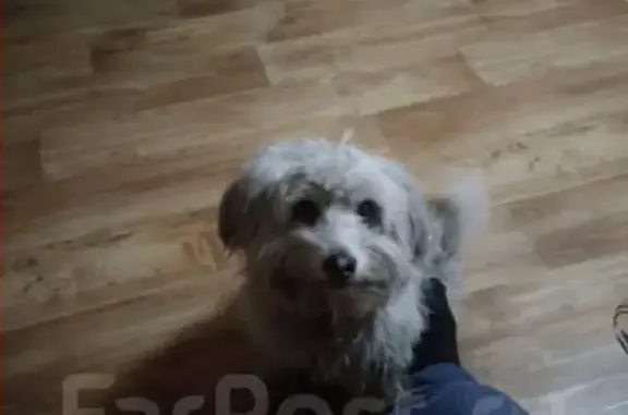 Собаки потеряшки, Артём, фото: Потеряшка собака Бим в районе Артема