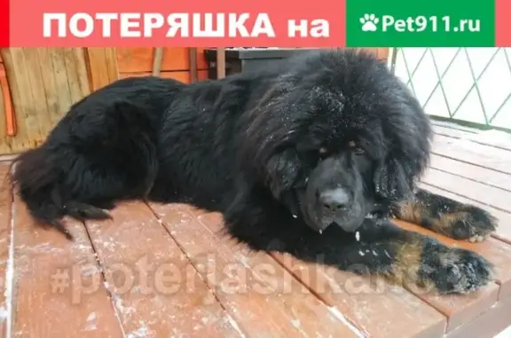 Пропала собака в Дзержинском районе