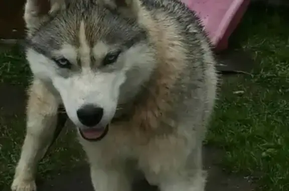 Пропала собака в Томске, ул. Ивановского [id135755470]