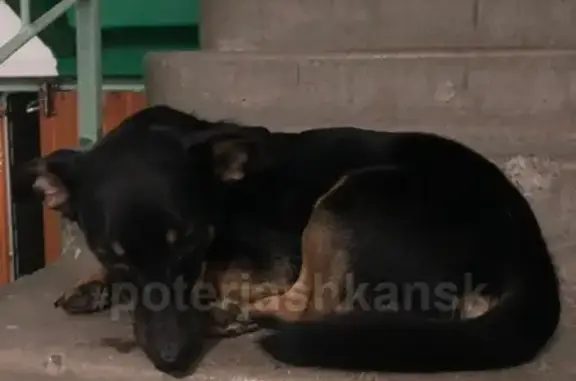 Найдена собака на Костычева 16