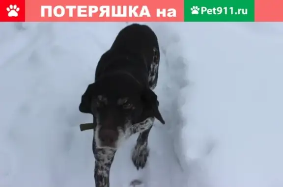 Найдена собака, село Приозёрное, фото: Найдена собака в Приозёрном, разыскивается хозяин