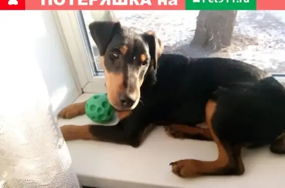 Пропала собака Чак в Тенистой-Шимановского, Благовещенск