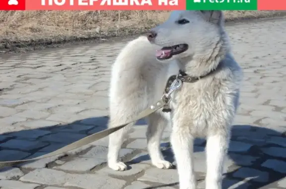 Пропала собака Тима в Нижнем Тагиле, район ГГМ