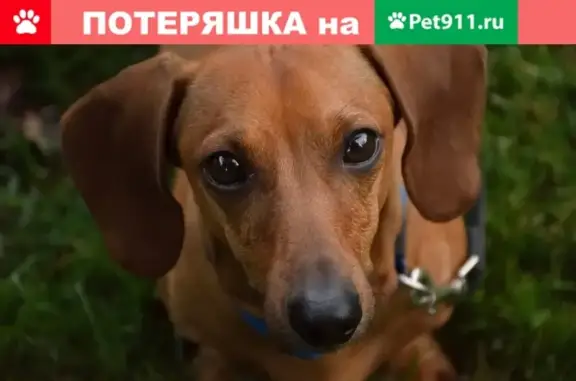 Пропала собака Фантик в Нижневартовске