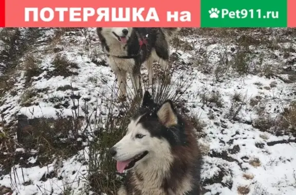 Пропала хаски в СНТ Ромашка, Лен.обл.