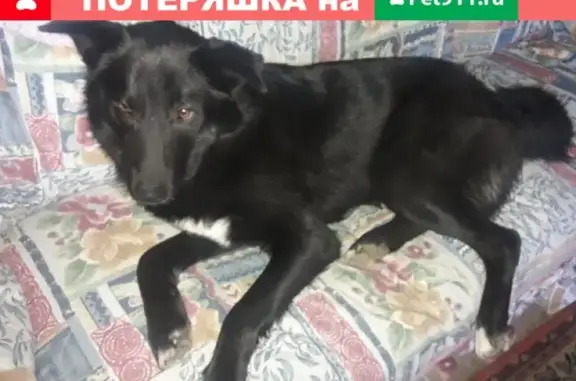 Пропала собака Зулик в Боровске: помогите найти!