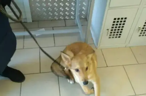 Найдена собака в п. Светлом, Саратовская область