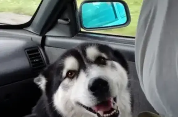 Пропала собака Майа в Новокузнецке