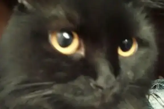 Кошки потеряшки, Набережные Челны, фото: Потеряшка кошка на ГЭСЕ 8-ой комплекс в Набережных Челнах