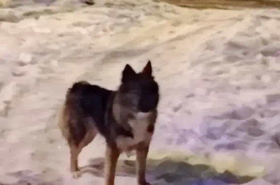 Найдена собака в Туле, ищет дом.