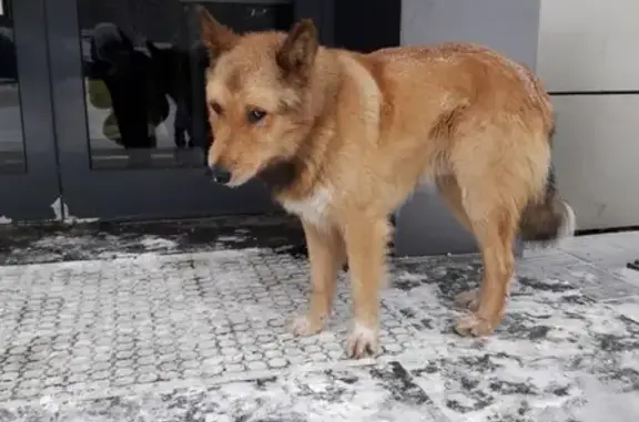 Найдена голодная собака на Смельчак, 16, Балашиха, МО