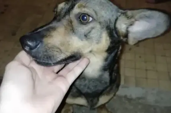 Найдена собака в Ступино, возможно смесь Таксы и дворняжки