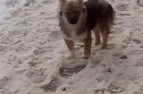 Найдена собака в Озерске, Челябинская область.