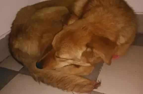 Найдена собака на КМР в ошейнике