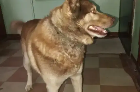 Найдена собака в Северске на Царевского
