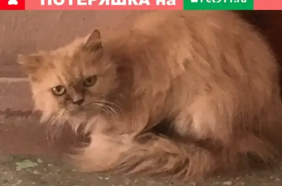 Найдена кошка на ул. Кудрявцева, Ярославль
