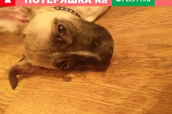 Найдена собака в пос. Российский, щенок, ищем хозяев