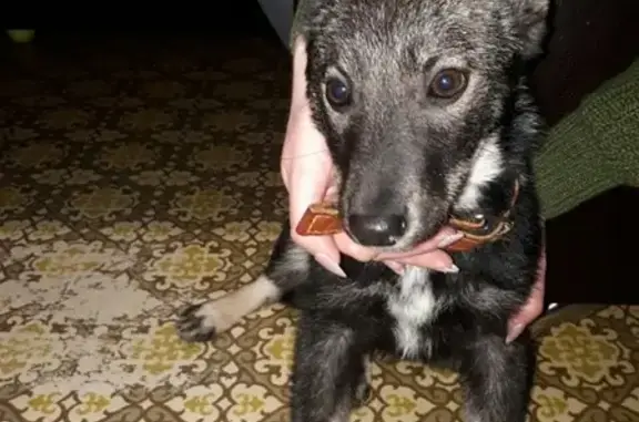 Найдена собака в Нижнем Тагиле