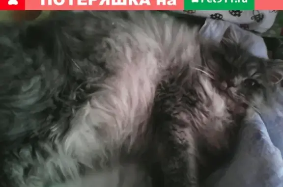 Найдена кошка Кот Дымок в Кирове
