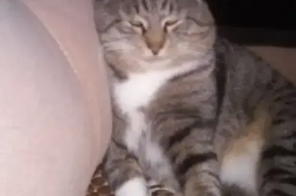 Пропала кошка в Мактаме, Татарстан - https://vk.com/id291439651