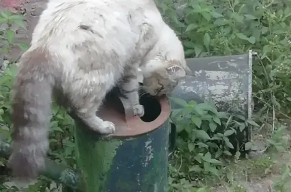 Пропал кот на ул. Художника Бучкури, Воронеж