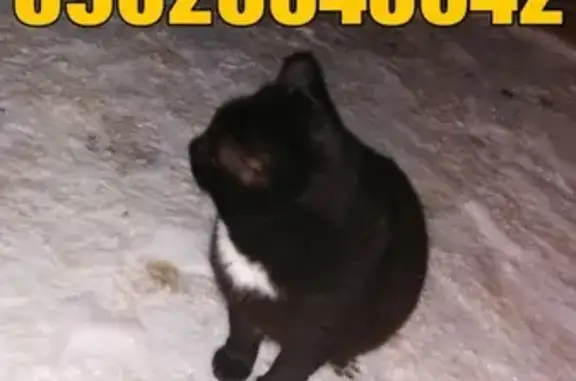 Пропал кот, адрес: Красноармейская 98, Йошкар-Ола