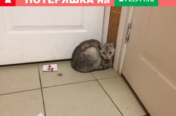 Найдена кошка на улице Попова