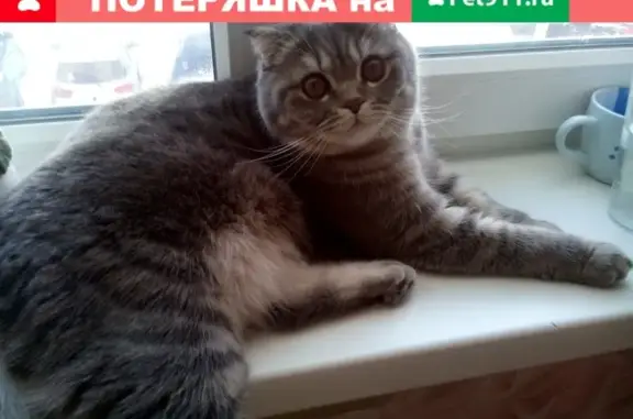 Пропала кошка Алиса в Новодвинске