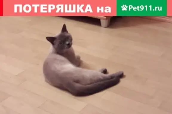 Кошки потеряшки, Грязи, фото: Потеряшка кот Басик в деревне Красногорка, Грязинский р-н.