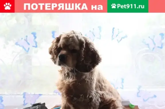 Пропала собака в Заволжске, помогите найти!
