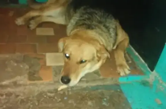 Найдена собака без ошейника в Набережных Челнах