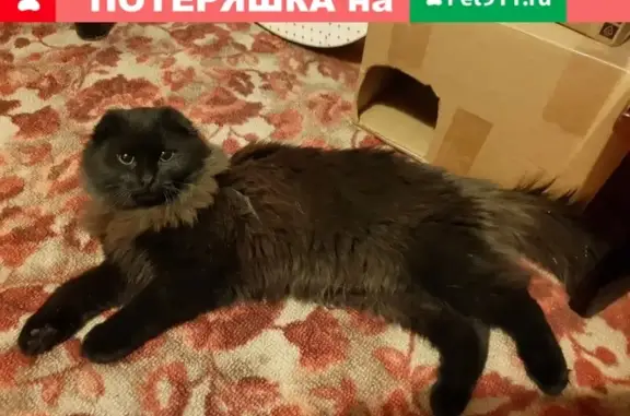 Найден кот в Аввакумово, Тверь.