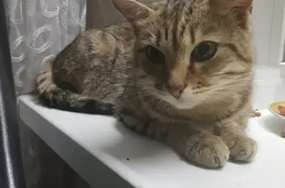 Найден кот в Дежнёво
