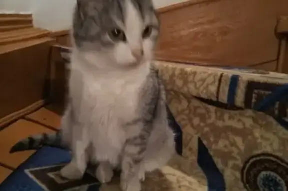 Найдена кошка в Стерлитамаке, ждет хозяина