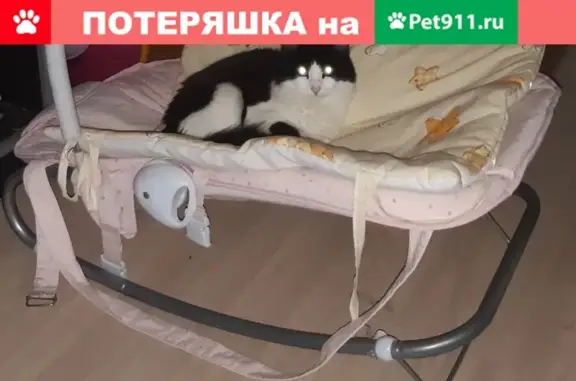 Пропала кошка Жуля в Новокуйбышевске