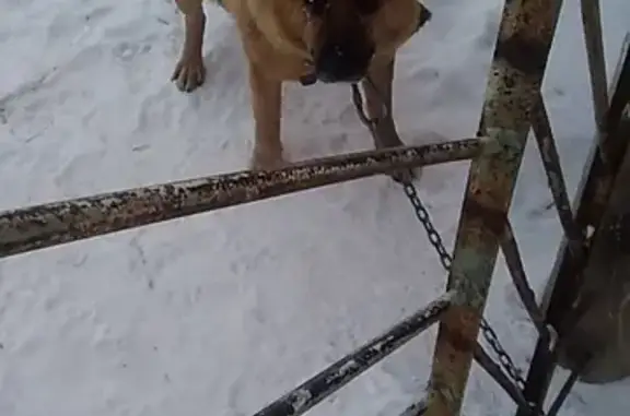 Собака найдена в Берёзовке, Красноярск
