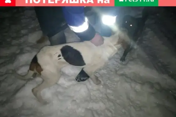 Найдена собака в Боброве, Воронежская область