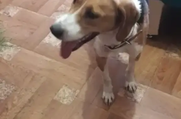 #Найдена собака в Смоленске